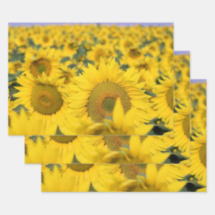 Yellow Field of Sunflowers Photograph Wrapping Paper Sheet