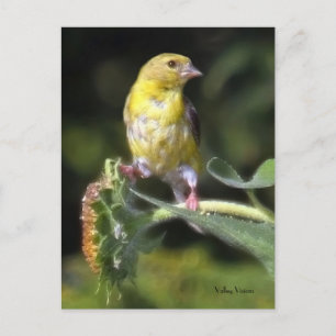 Yellow Finch Postcard