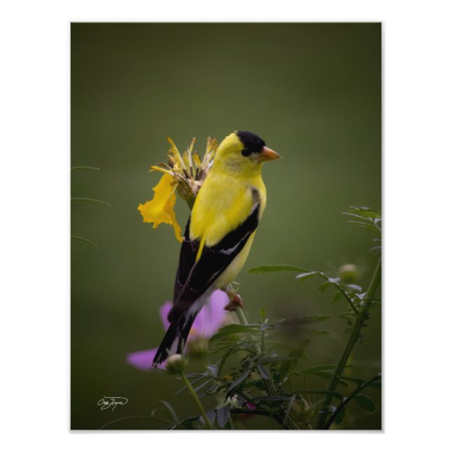 Yellow Finch Resting in Georgia Photo (Front)