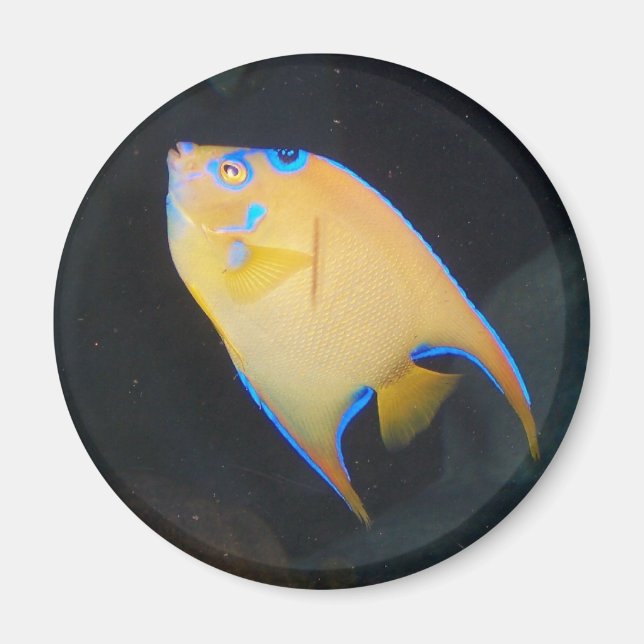 Yellow fish magnet (Front)