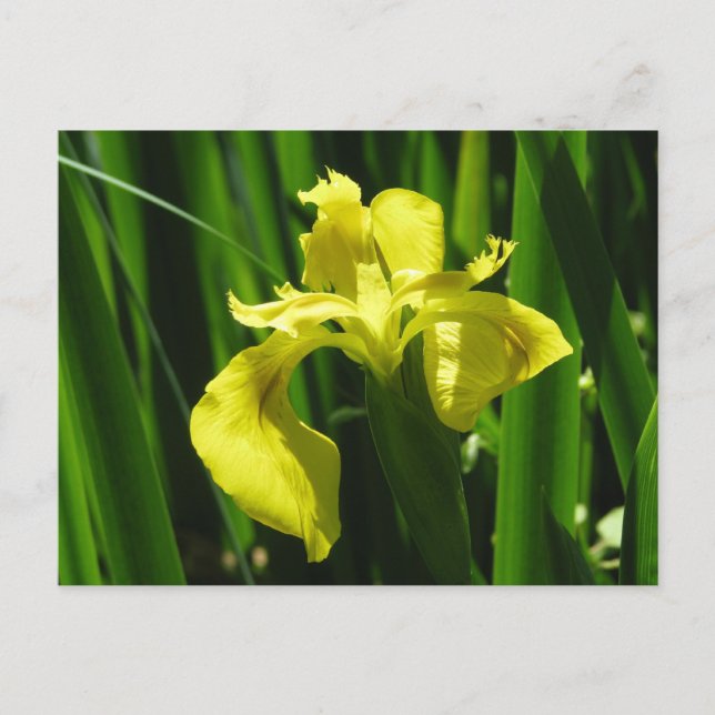 Yellow Flag Iris Postcard (Front)