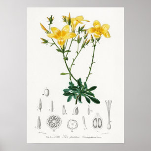 Yellow flax (Linum glandulosum) Poster