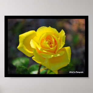 Yellow Floral Rose Poster