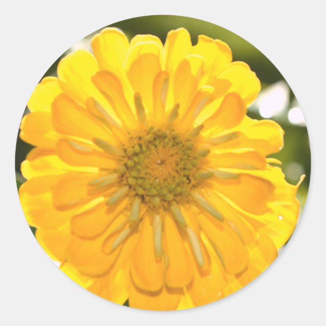 Yellow floral yellow flower yellow daisy classic round sticker (Front)