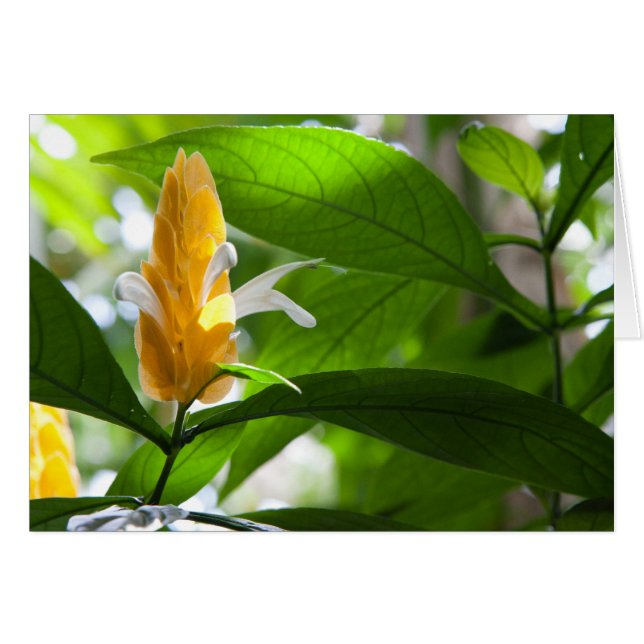 Yellow Flower (Front Horizontal)