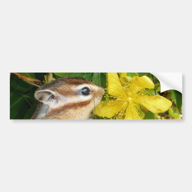 Yellow flower and Chipmunk (4) Bumper Sticker (Front)