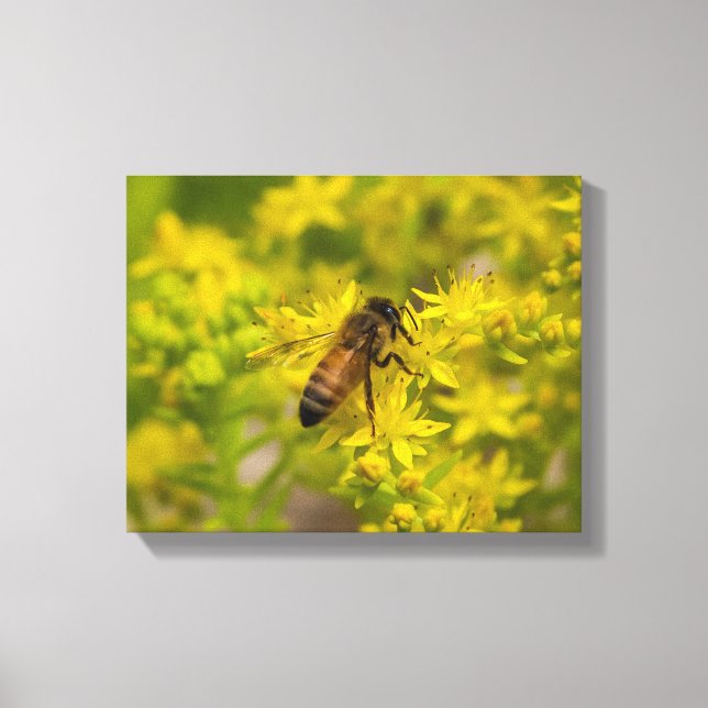 Yellow Flower and Honey Bee Maleny 2016 Canvas Print (Front)