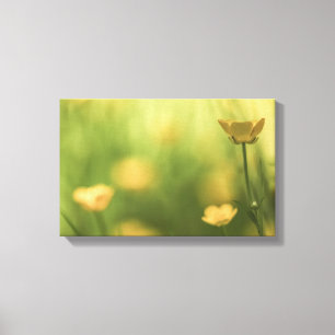 Yellow Flower Buttercup Nature Photo Canvas Print