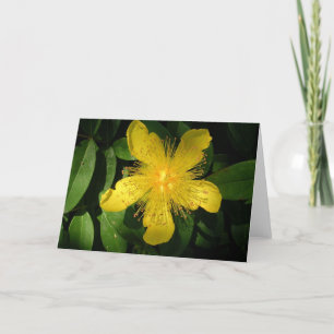 Yellow Flower Card