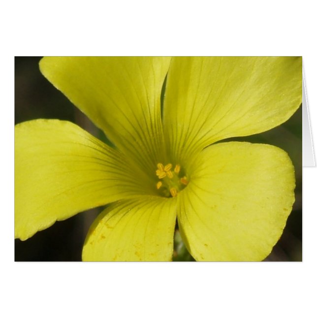 Yellow Flower Card (Front Horizontal)