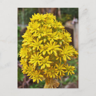 Yellow Flower Clusters Postcard