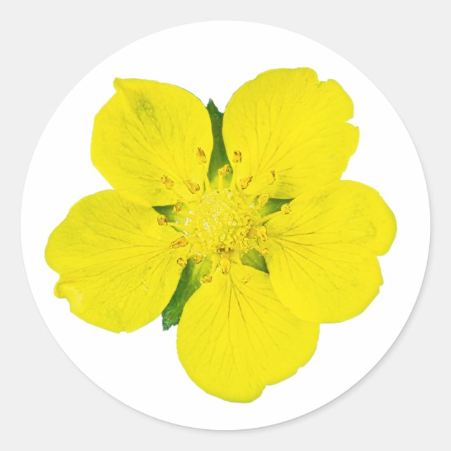 Yellow Flower – Cutout Macro Photo Sticker (Front)