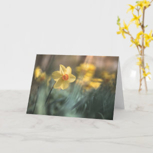 Yellow Flower Daffodil Nature Photo Card