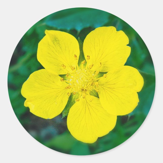 Yellow Flower – Green Background Macro Photo Classic Round Sticker (Front)