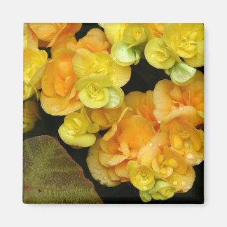 yellow flower magnet