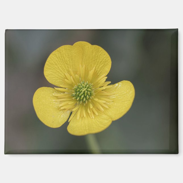 yellow flower of a buttercup in the garden magnet (Front)