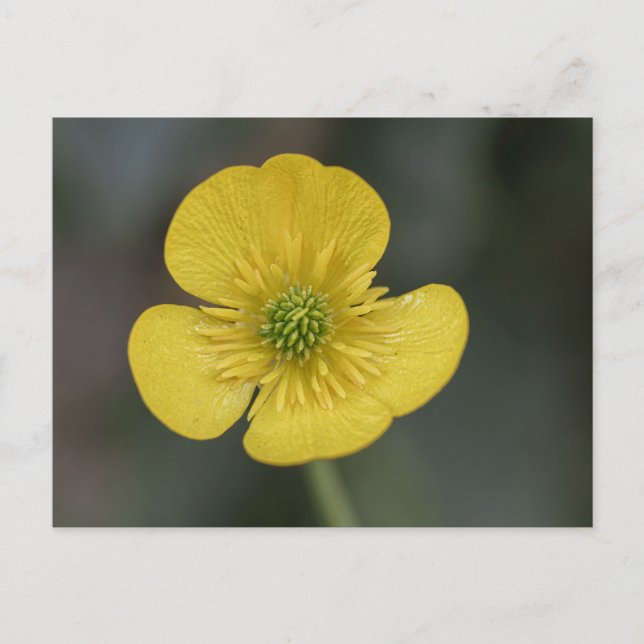 yellow flower of a buttercup in the garden postcard (Front)
