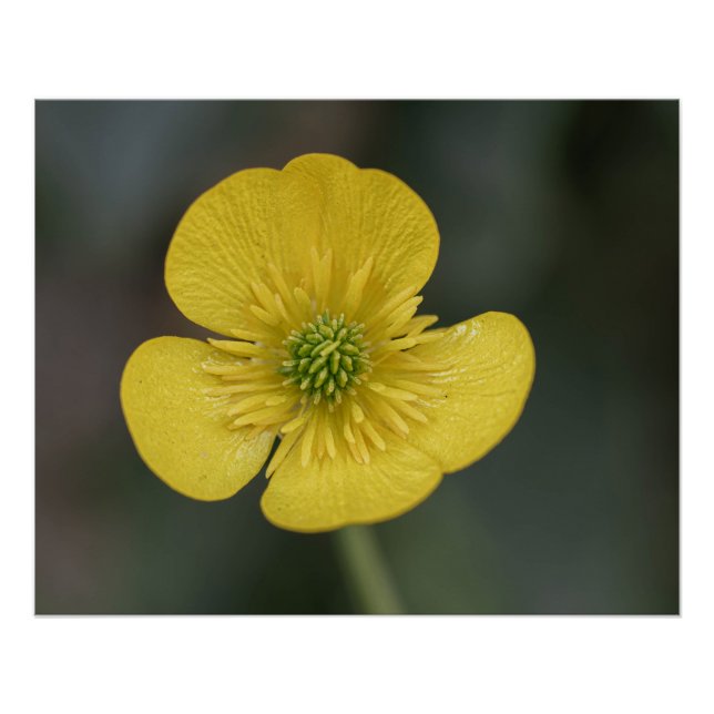 yellow flower of a buttercup in the garden poster (Front)