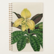 Yellow Flower Plant Gift