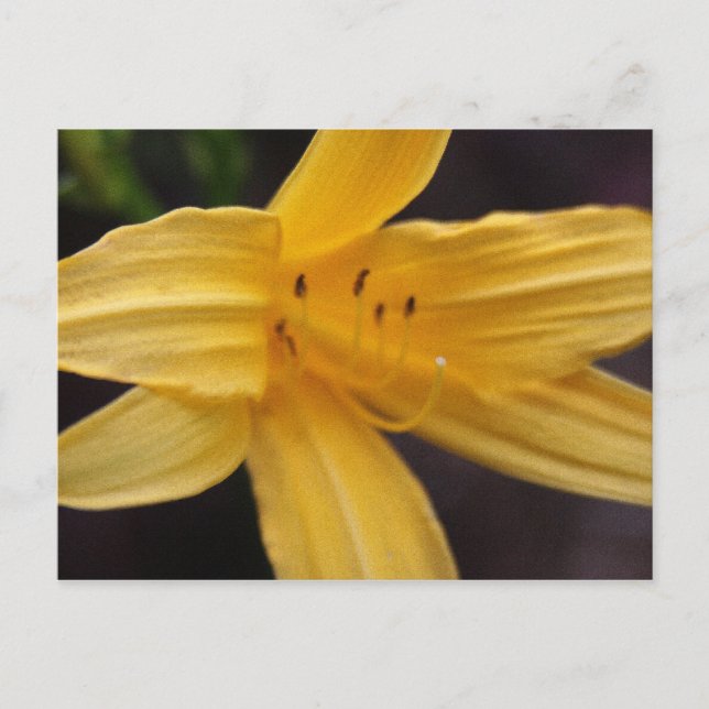 yellow flower postcard (Front)