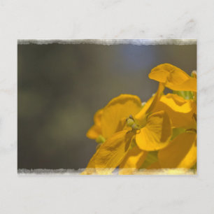 Yellow Flower Postcard