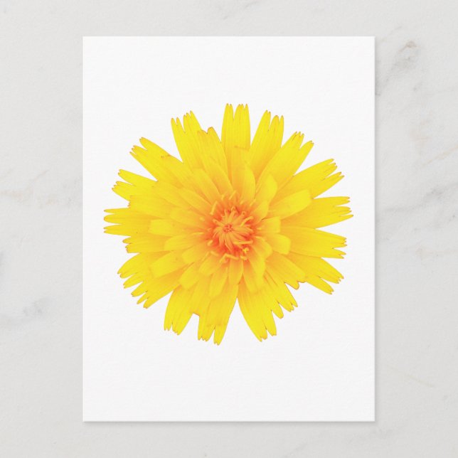 Yellow Flower Postcard (Front)