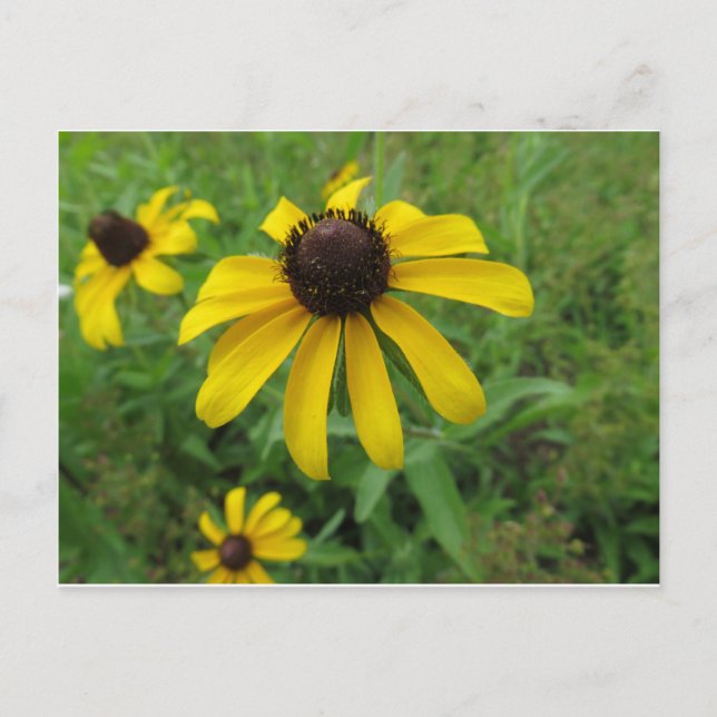 Yellow Flower Postcard (Front)