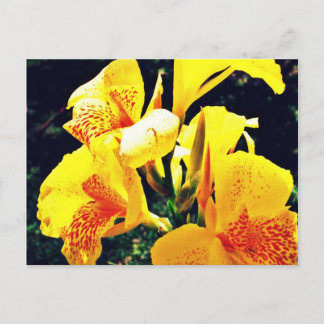 Yellow Flower Postcard