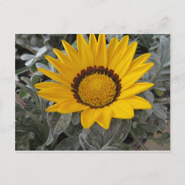 Yellow Flower Postcard (Front)