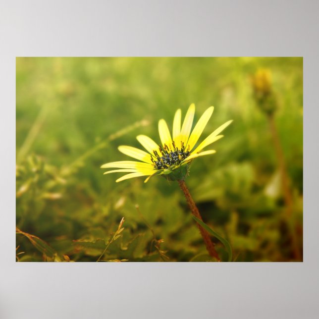 Yellow flower poster (Front)