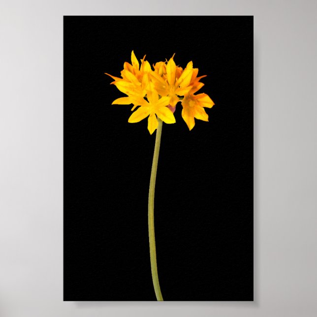 Yellow Flower Poster (Front)