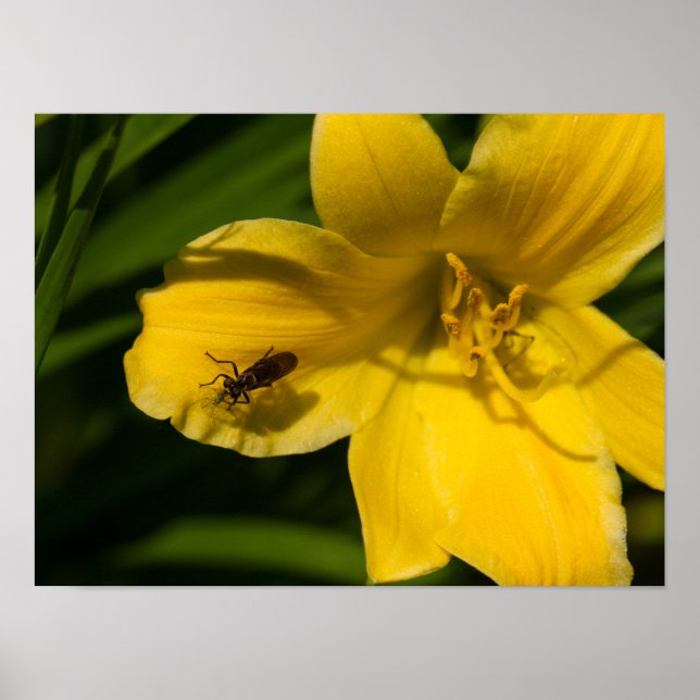 Yellow Flower Poster Paper (Matte) (Front)