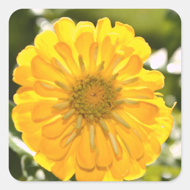 Yellow flower yellow floral yellow daisy square sticker (Front)