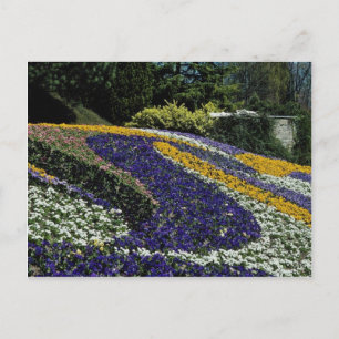 Yellow Flowerbed, Mainau, Germany flowers Postcard