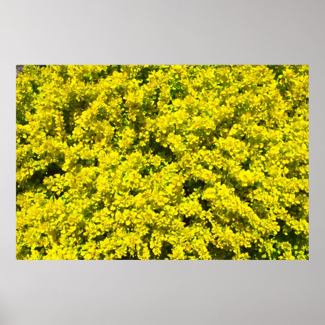 Yellow Flowering Shrubs Golden Template Woadwaxen Poster (Front)