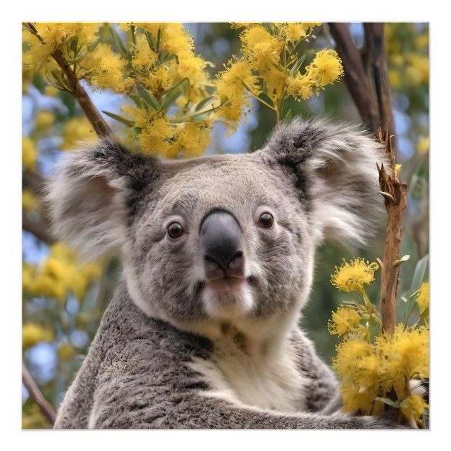 Yellow Flowering Wattle Tree With A Koala, Photo Print (Front)