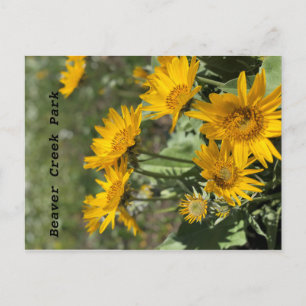Yellow Flowers Bear Paw Mtns Postcard