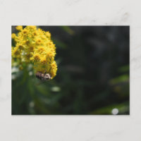 Yellow Flowers Bee Bumblebee Nature Photography
