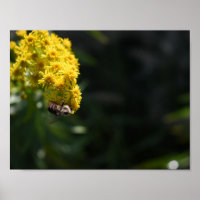 Yellow Flowers Bee Bumblebee Nature Photography