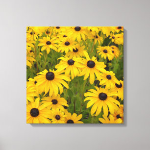 Yellow Flowers- Black Eyed Susans Canvas Print