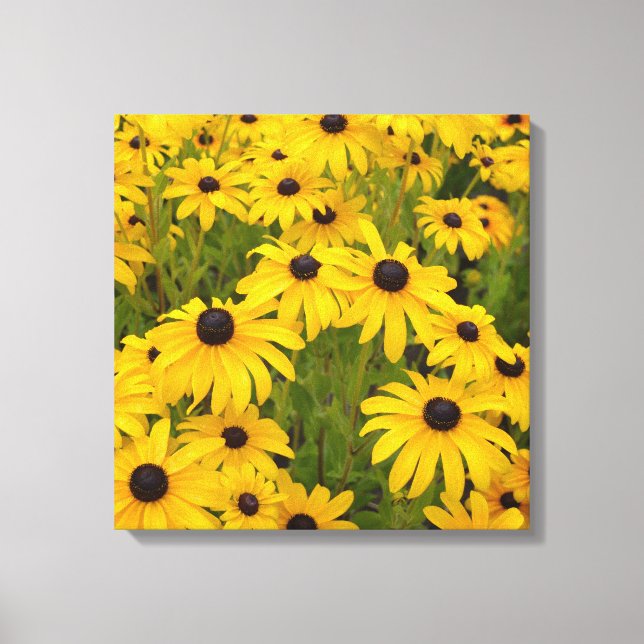 Yellow Flowers- Black Eyed Susans Canvas Print (Front)