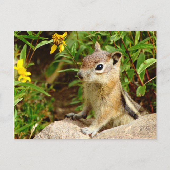 Yellow Flowers Chipmunk Postcard (Front)