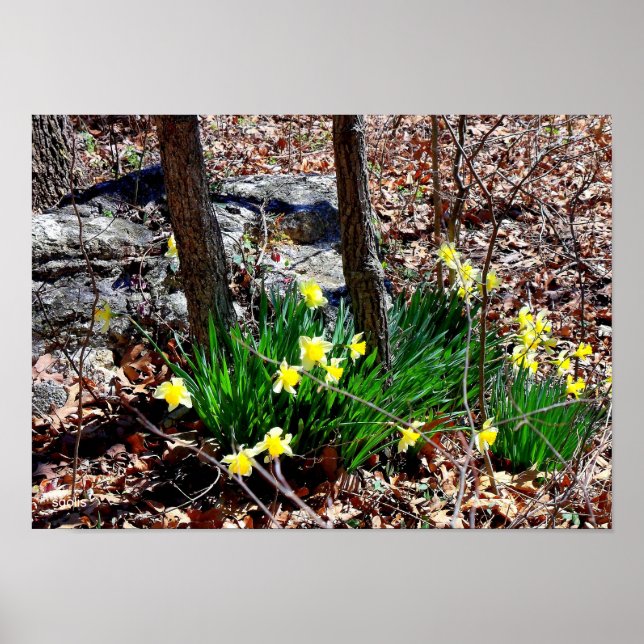 Yellow Flowers Daffodils in the Woods Photo Poster (Front)