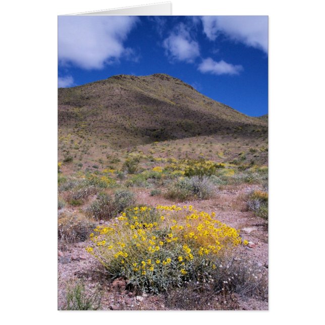 Yellow Flowers in Death Valley (Front)