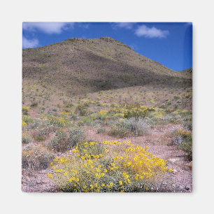 Yellow Flowers in Death Valley Magnet