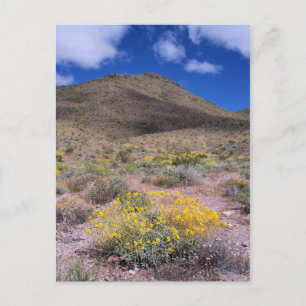 Yellow Flowers in Death Valley Postcard