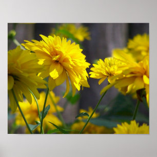 Yellow Flowers In Sunshine Poster