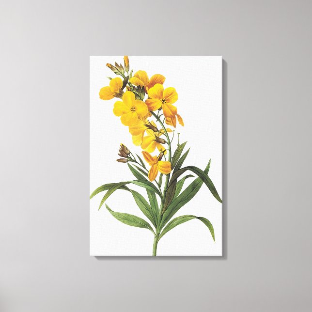 Yellow flowers (name unknown) Pierre Joseph Redout Canvas Print (Front)