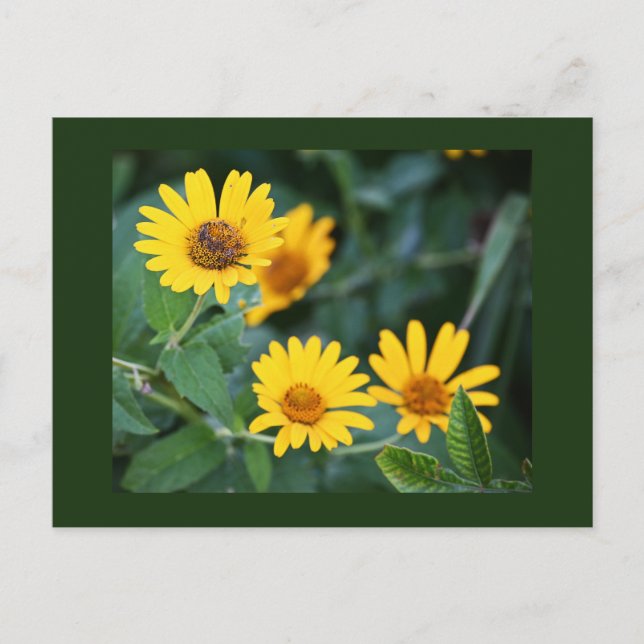 Yellow Flowers Photo Postcard (Front)