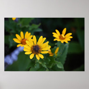 Yellow Flowers Photo Poster